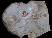 藏品(始新艾氏魚)的圖片